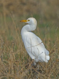 Cattle Egret