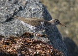 Spotted Sandpiper - Actitis macularia