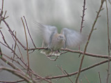 Collared Dove - Streptopelia decaocto