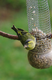 Siskin -Carduelis spinus