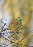 Cirl Bunting