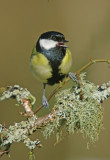 Great Tit - Parus major