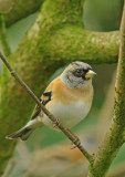 Brambling