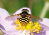 Sericomyia silentis