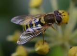 Syrphus ribesii