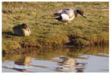 Pintail - Anas acuta