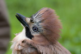 Jay - Garrulus glandarius