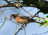 Redstart