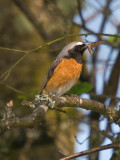 Redstart
