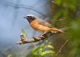 Redstart
