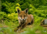 Fox - Vulpes vulpes