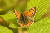 Small Copper - Lycaena phlaeas