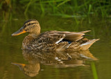 Mallard - Anas platyrhynchos