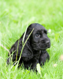 Cocker Spaniel Pup - Jacko