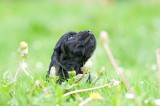 Cocker Spaniel Pup - Jacko