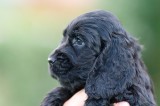 Cocker Spaniel Pup - Jacko