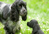 Cocker Spaniel Pup - Jacko with his Aunt!