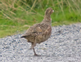 Grey Partridge