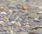 Semipalmated Sandpiper - Calidris pusilla