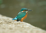 Kingfisher