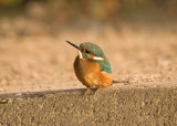 Kingfisher
