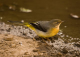 Grey Wagtail - Motacilla cinerea