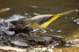 Grey Wagtail - Motacilla cinerea