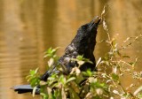 Carrion Crow - Corvus corone