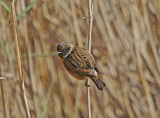 Stonechat