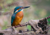 Kingfisher