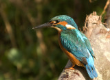 Kingfisher - Alcedo atthis