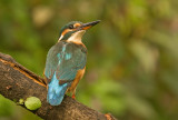 Kingfisher - Alcedo atthis  (juvenile female)