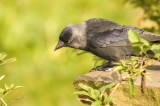 Jackdaw - Corvus monedula