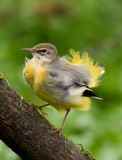 Grey Wagtail - Motacilla cinerea