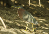 Green Heron - Butorides virescens