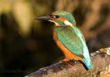 Kingfishers - Alcedo atthis