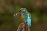 Kingfishers - Alcedo atthis