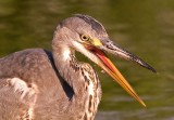 Grey Heron - Ardea cinerea