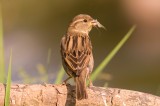 House Sparrow - Passer domesticus