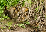 Mallard - Anas platyrhynchos