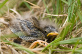 Meadow pipits - Anthus pratensis