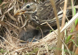 Meadow pipits - Anthus pratensis