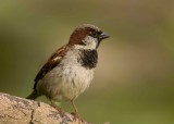 House Sparrow - Passer domesticus