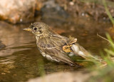 Meadow pipits - Anthus pratensis