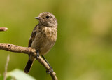 Saxicola rubicola hibernans