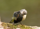 Grey Wagtail - Motacilla cinerea