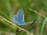 Common Blue - Polyommatus icarus