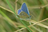 Common Blue - Polyommatus icarus