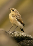 Northern Wheatear  Oenanthe oenanthe