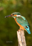 Kingfisher - Alcedo athis